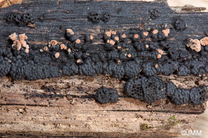 Jackrogersella minutella = Hypoxylon cohaerens var. microsporum