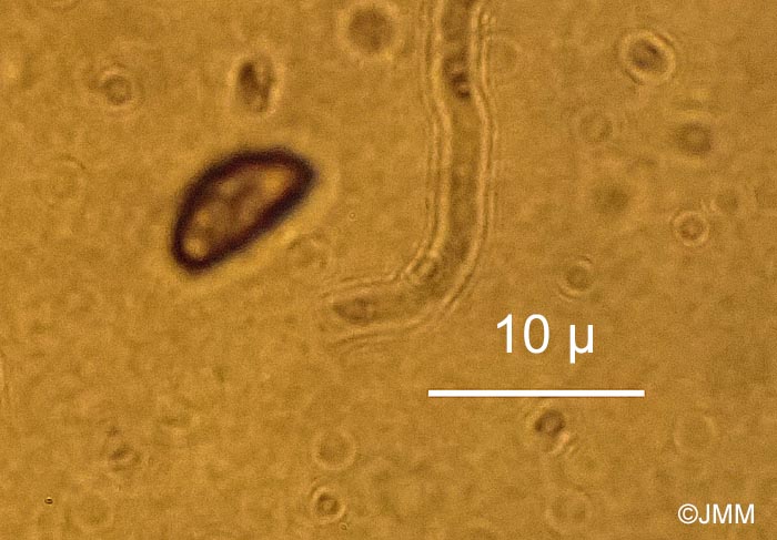 Jackrogersella minutella = Hypoxylon cohaerens var. microsporum