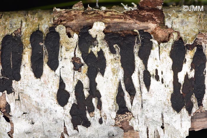 Hypoxylon multiforme = Annulohypoxylon multiforme = Jackrogersella multiformis