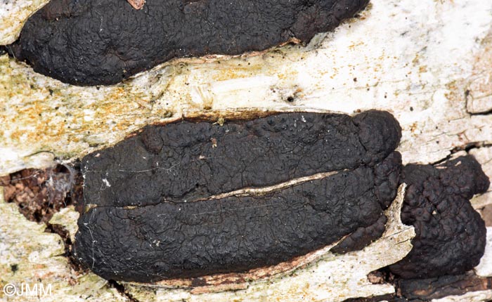 Hypoxylon multiforme = Annulohypoxylon multiforme = Jackrogersella multiformis
