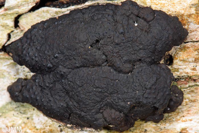 Hypoxylon multiforme = Annulohypoxylon multiforme = Jackrogersella multiformis