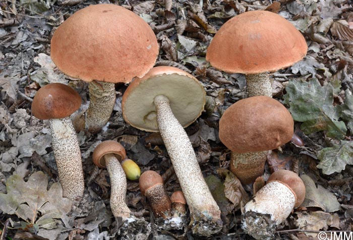 Leccinum aurantiacum