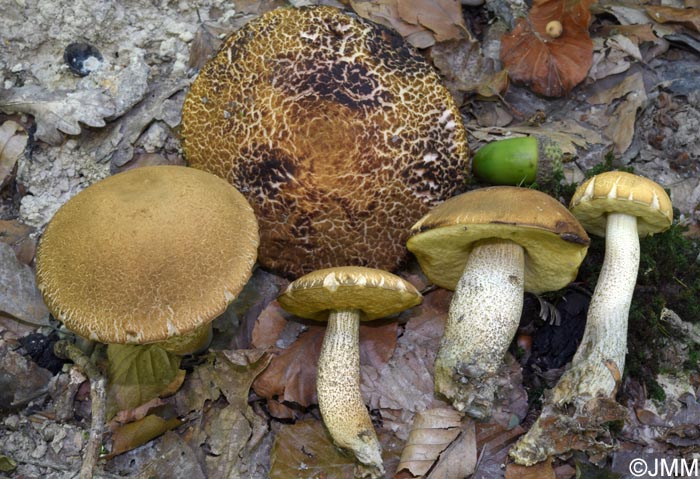 Leccinum crocipodium