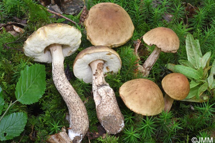 Leccinum pseudoscabrum = Leccinum carpini