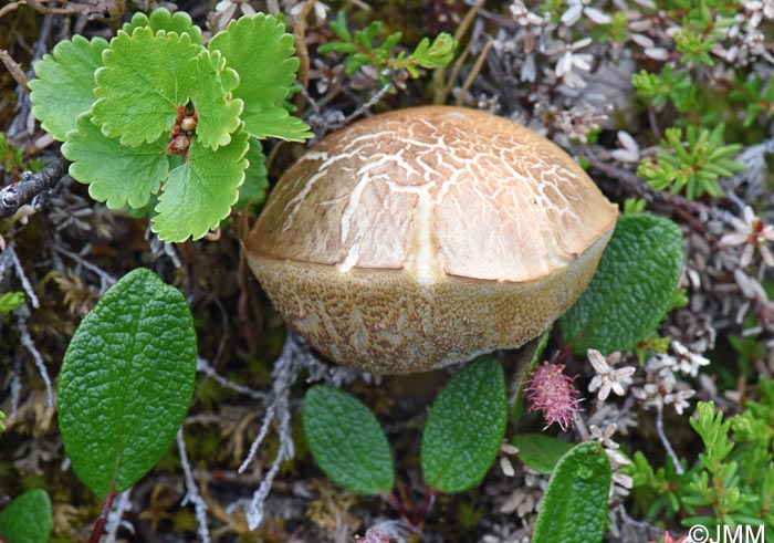 Leccinum rotundifoliae