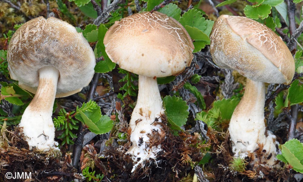 Leccinum rotundifoliae