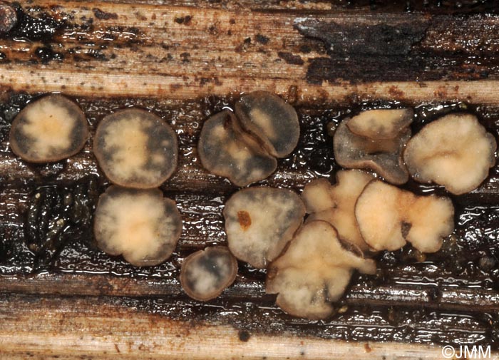 Mollisia melaleuca