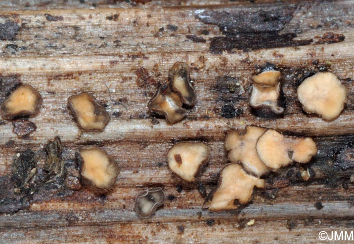 Mollisia melaleuca
