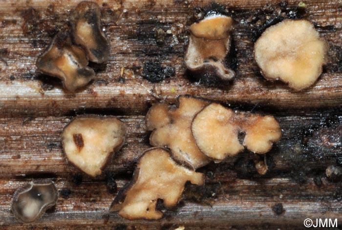 Mollisia melaleuca