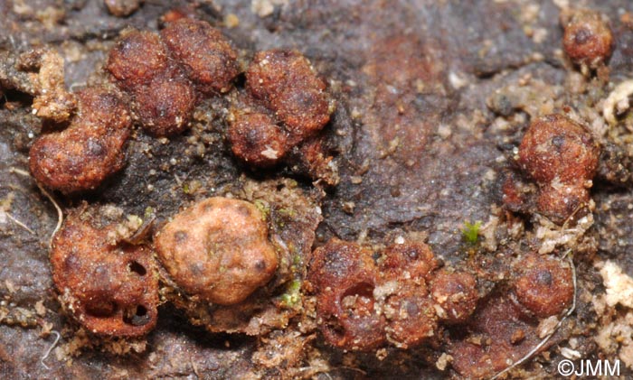 Nectria balansae
