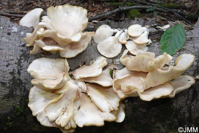 Pleurotus pulmonarius