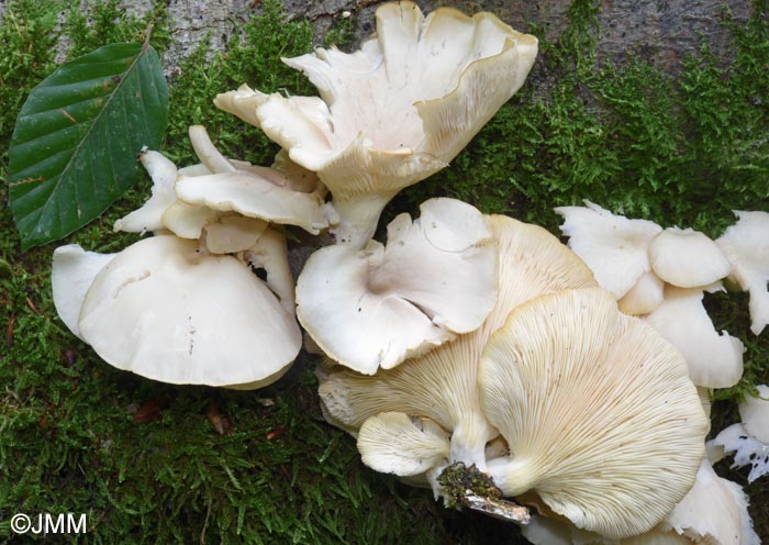 Pleurotus pulmonarius