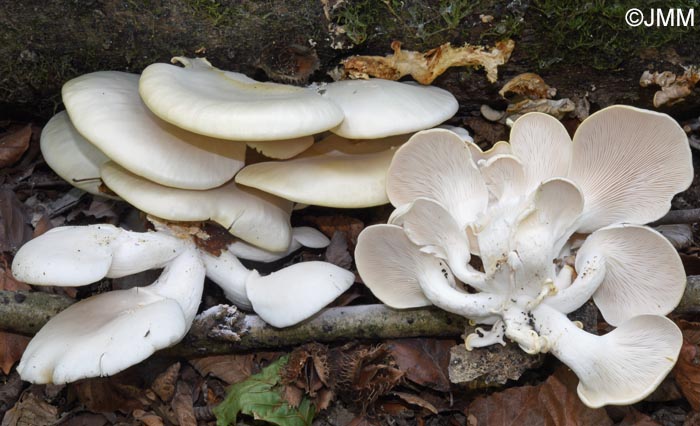 Pleurotus pulmonarius
