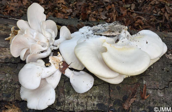 Pleurotus pulmonarius