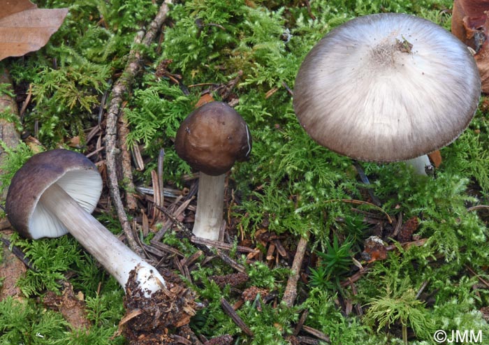 Pluteus primus
