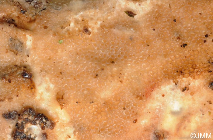 Porotheleum fimbriatum