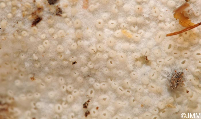 Porotheleum fimbriatum