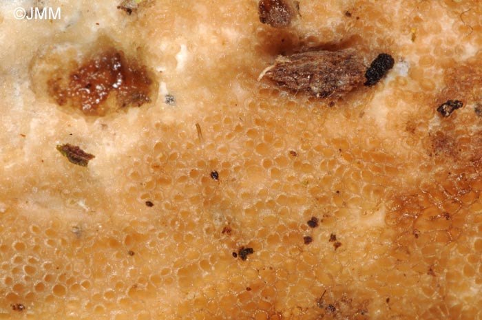 Porotheleum fimbriatum