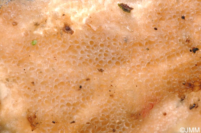 Porotheleum fimbriatum