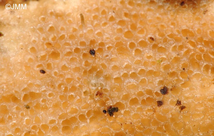 Porotheleum fimbriatum