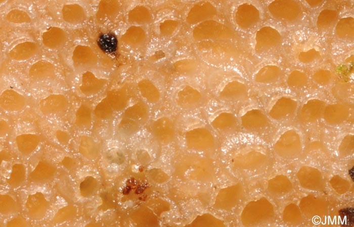 Porotheleum fimbriatum