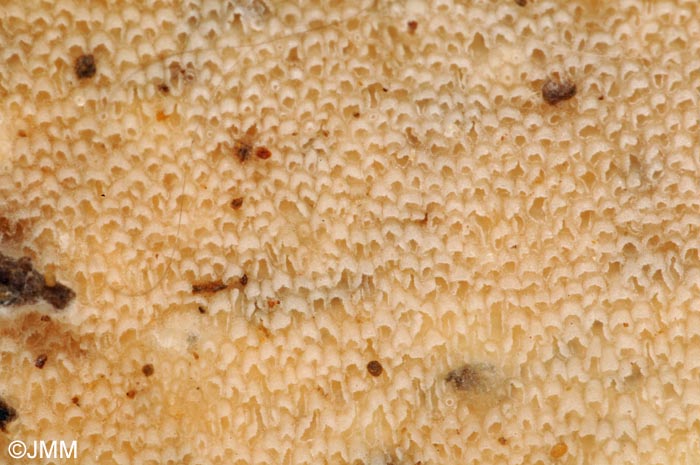 Porotheleum fimbriatum