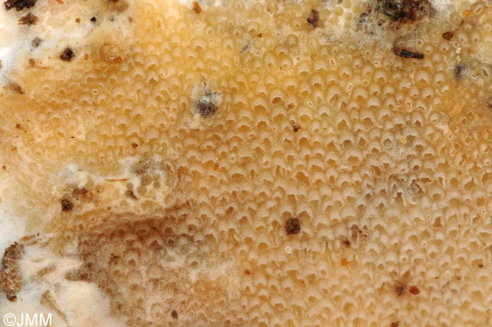 Porotheleum fimbriatum