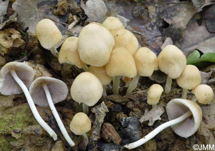 Psathyrella candolleana