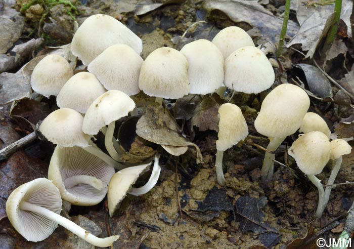 Psathyrella candolleana