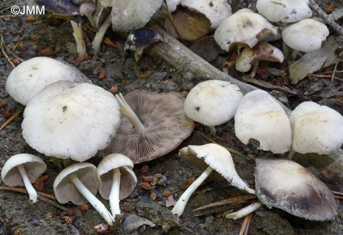 Psathyrella candolleana