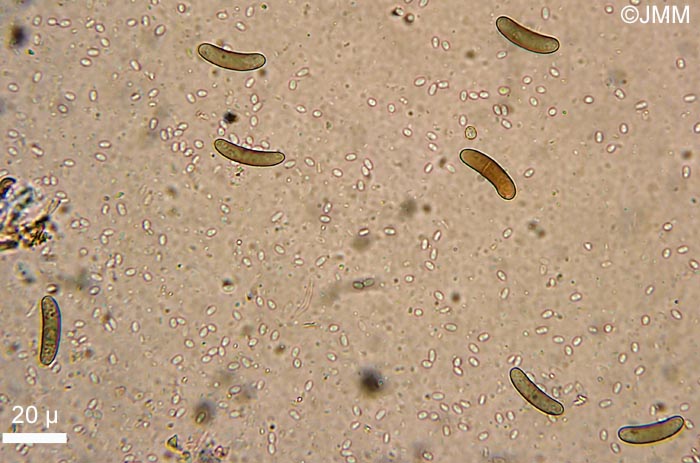 Quaternaria dissepta = Eutypella dissepta