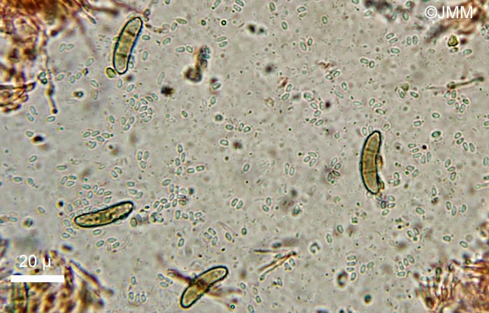 Quaternaria dissepta = Eutypella dissepta