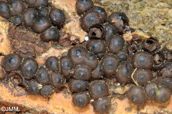 Rosellinia mammiformis