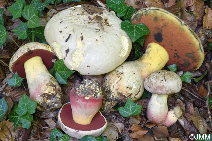 Rubroboletus satanas