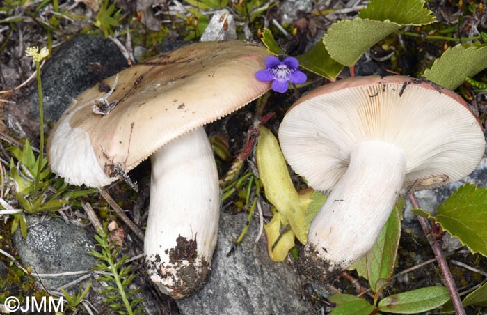 Russula exalbicans