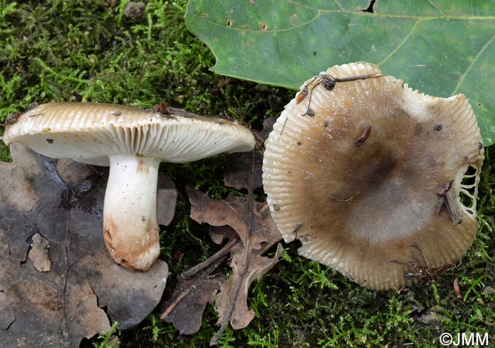 Russula insignis
