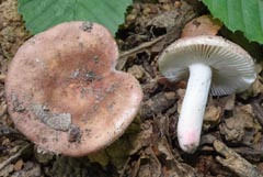 Russula lilacea var. carnicolor