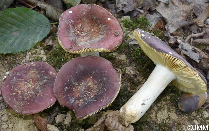 Russula melitodes