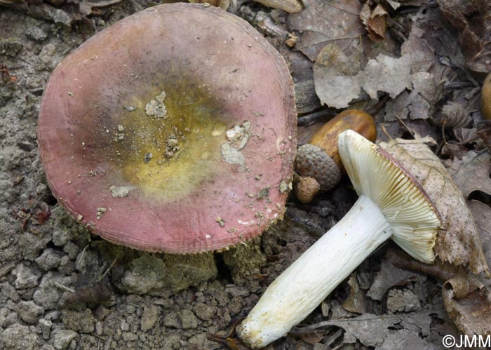 Russula melitodes