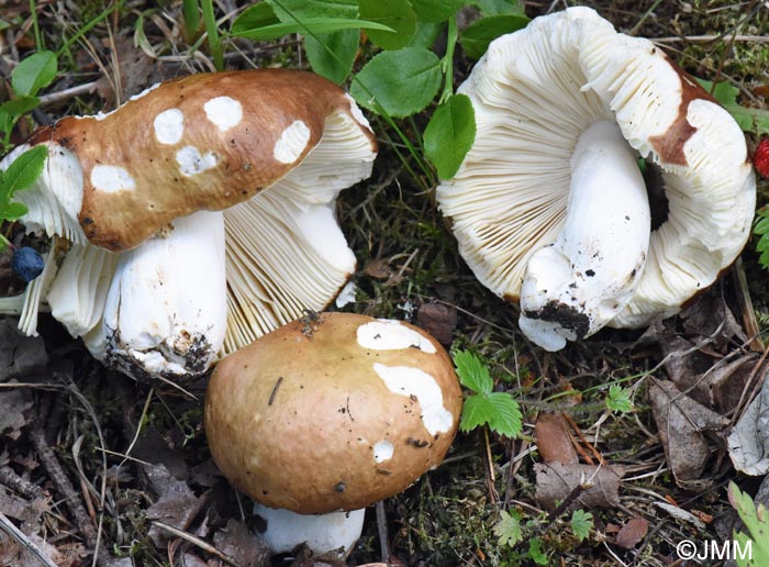 Russula mustelina