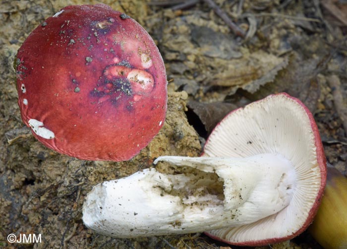 Russula rhodomelanea