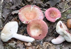 Russula rubroalba