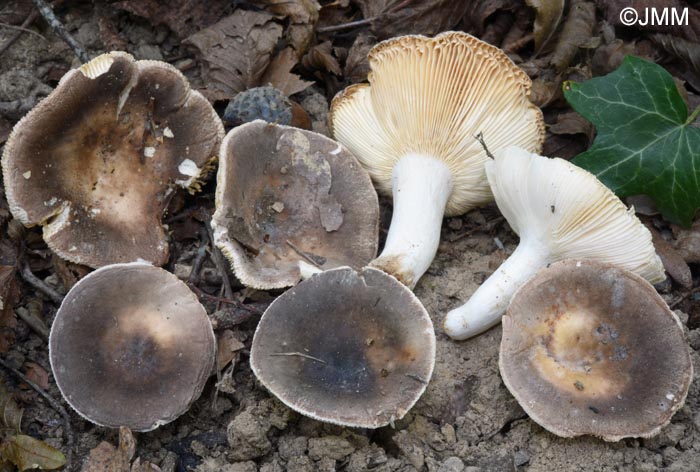 Russula sericatula