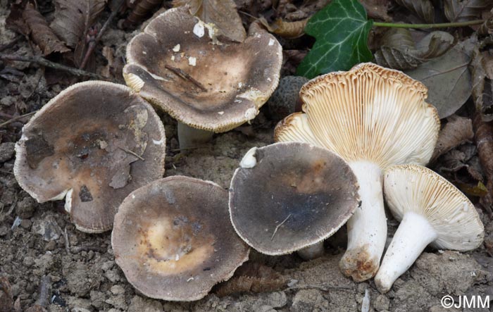 Russula sericatula