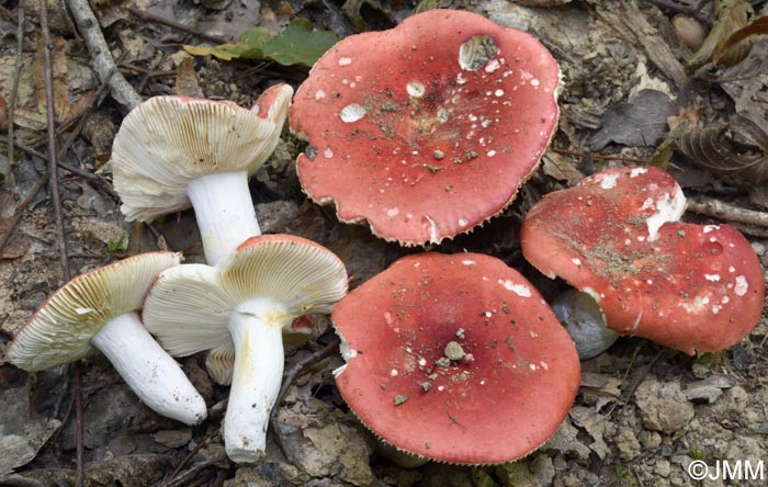 Russula tinctipes