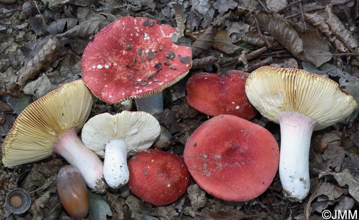 Russula tinctipes