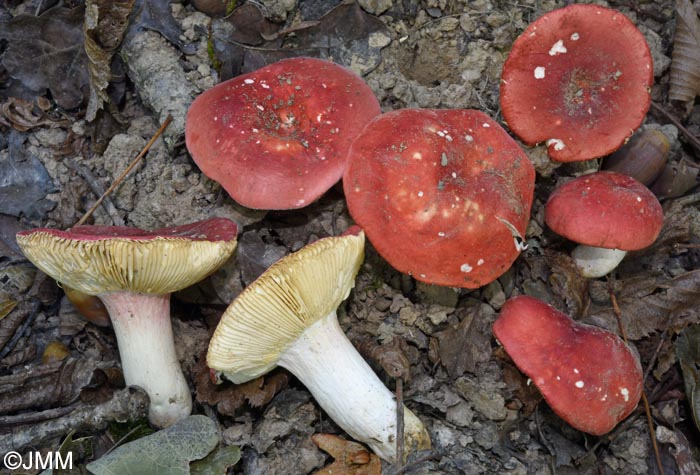 Russula tinctipes