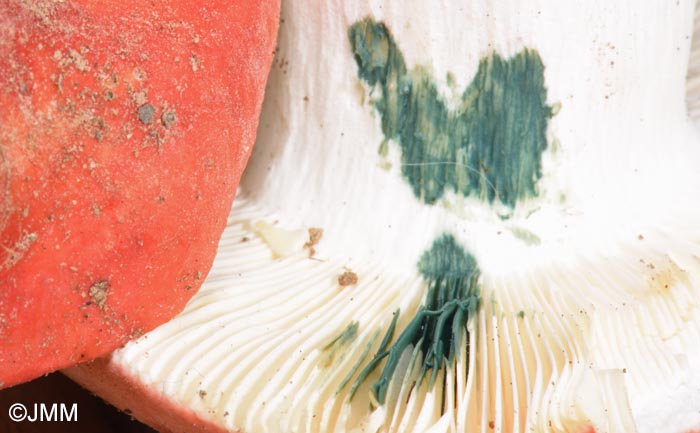 Russula tinctipes