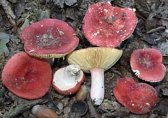Russula tinctipes