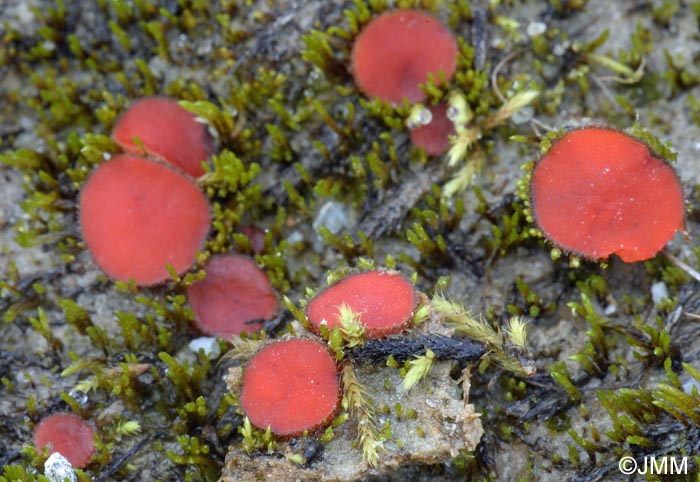 Scutellinia kerguelensis